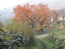 Kastanie